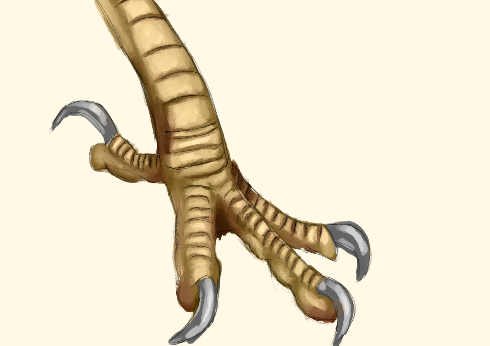 Talons
